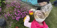 "Летние уроки природы: работа, наблюдения, открытия"